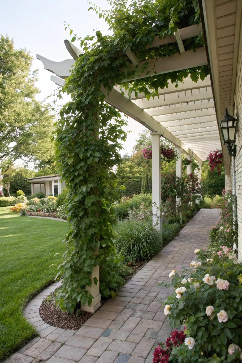 Pergola providing shade and structure in a side yard