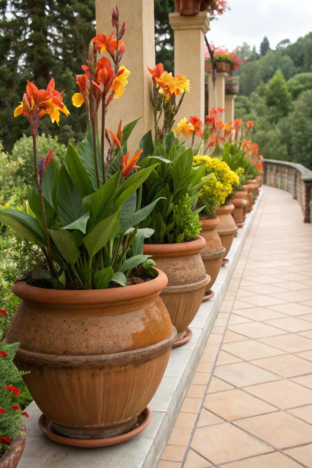 Classic terra cotta pots showcasing sunbeam blossoms with enduring charm.