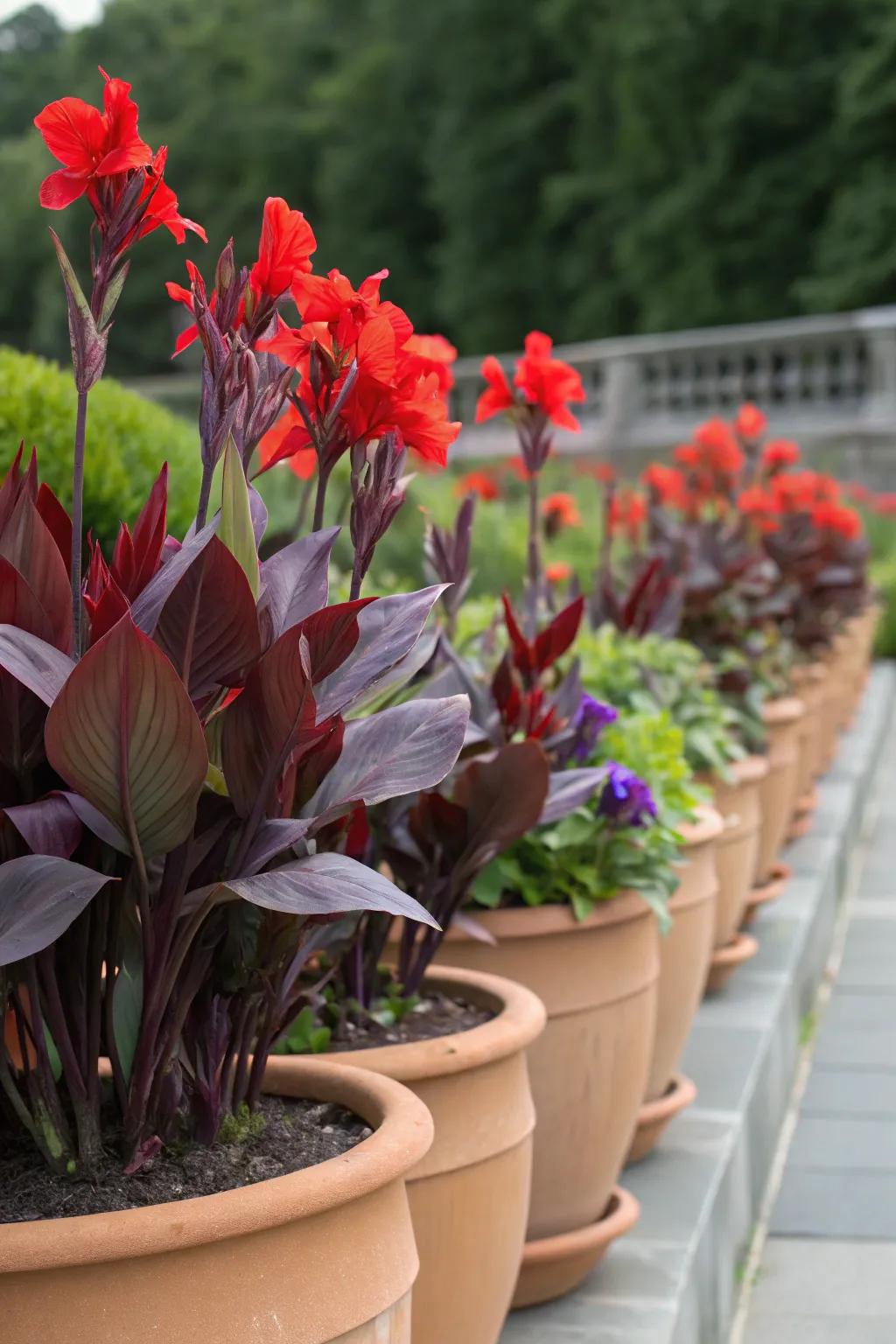 Vivid red sunbeam blossoms paired with deep purple foliage for striking contrast.
