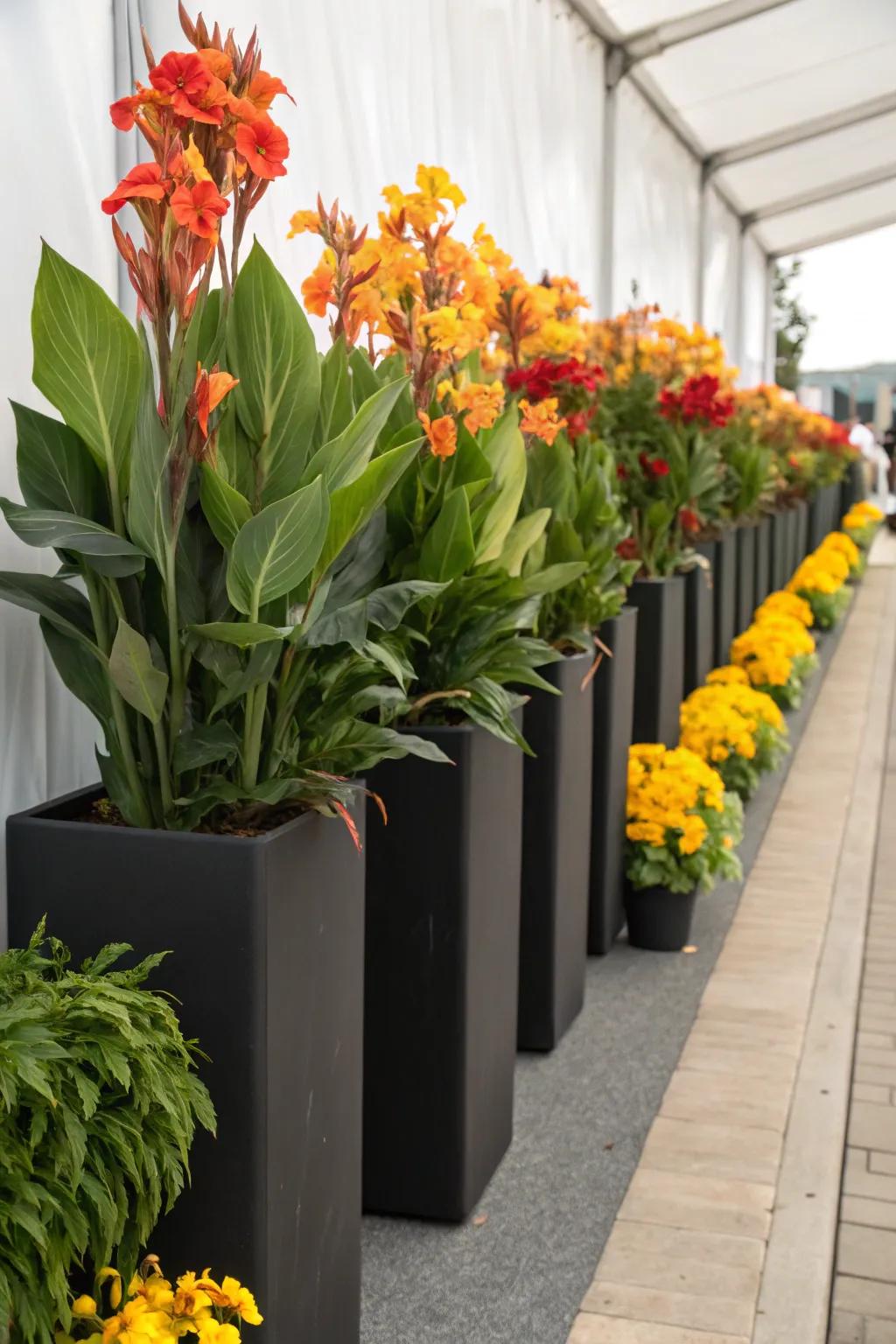 Sunbeam blossoms in elevated planters adding height and drama to compact areas.