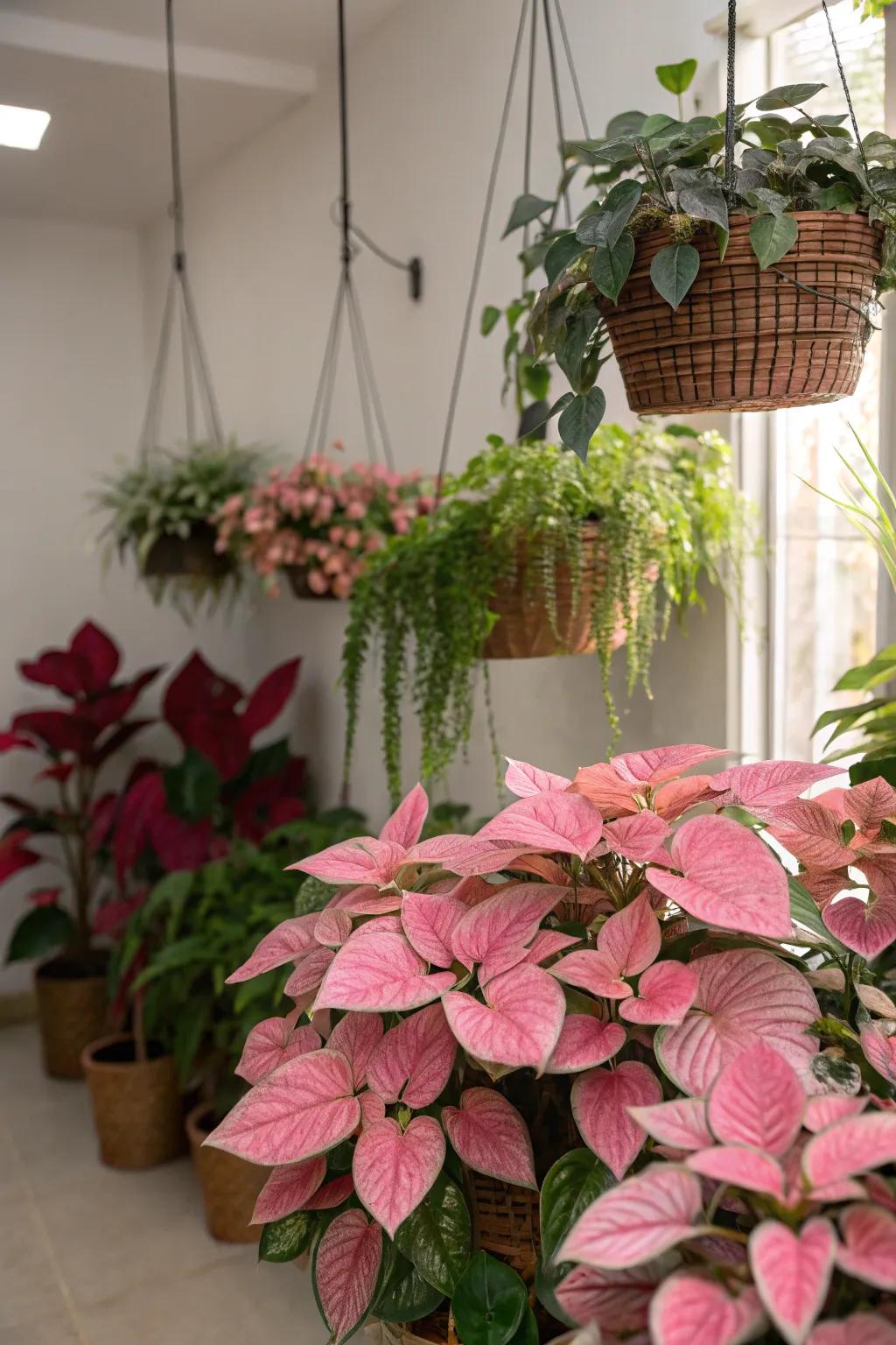 Plants with pink-tinged leaves add a fresh, natural splash of color.