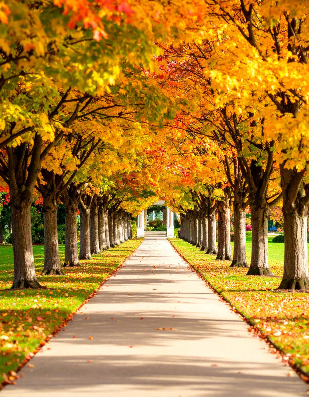 Tree-Lined Pathway