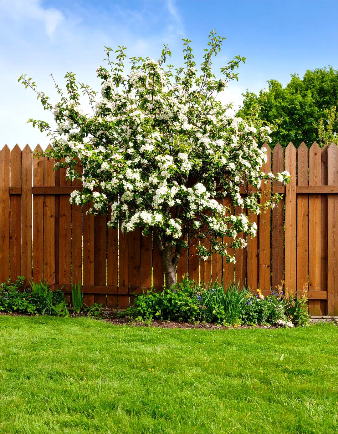 Fruit Trees in Landscape