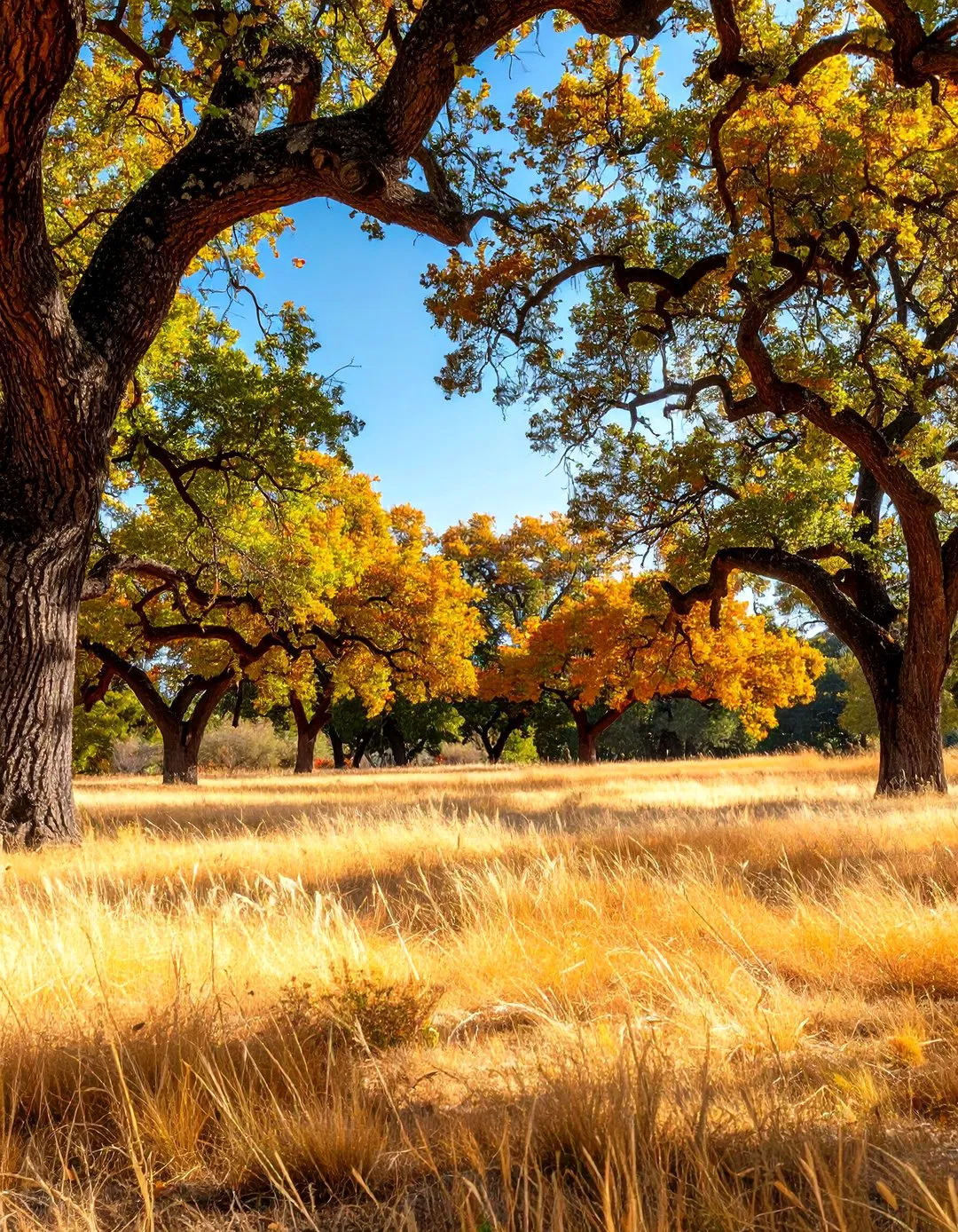 Drought-Tolerant Trees