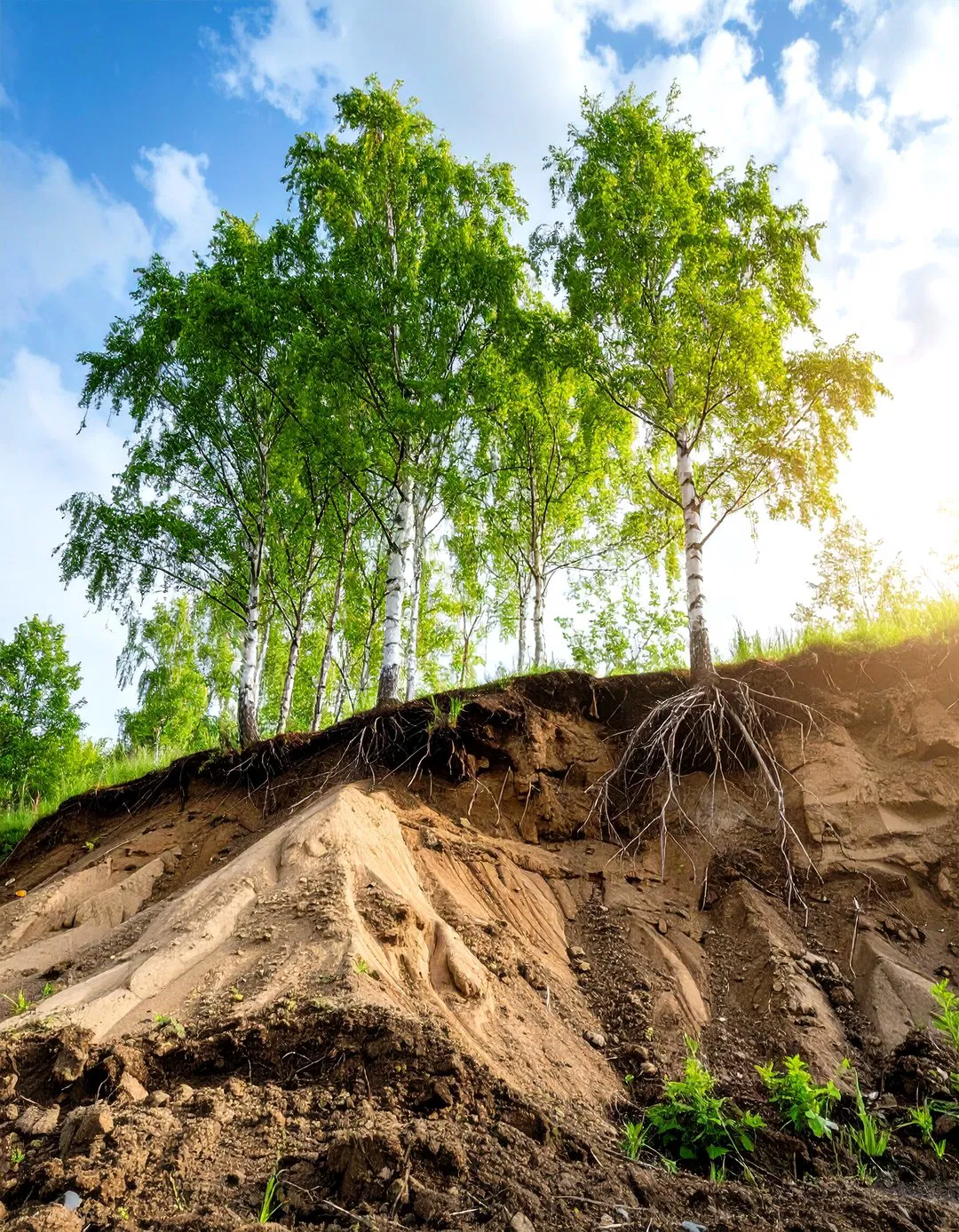 Tree Slope Stabilization