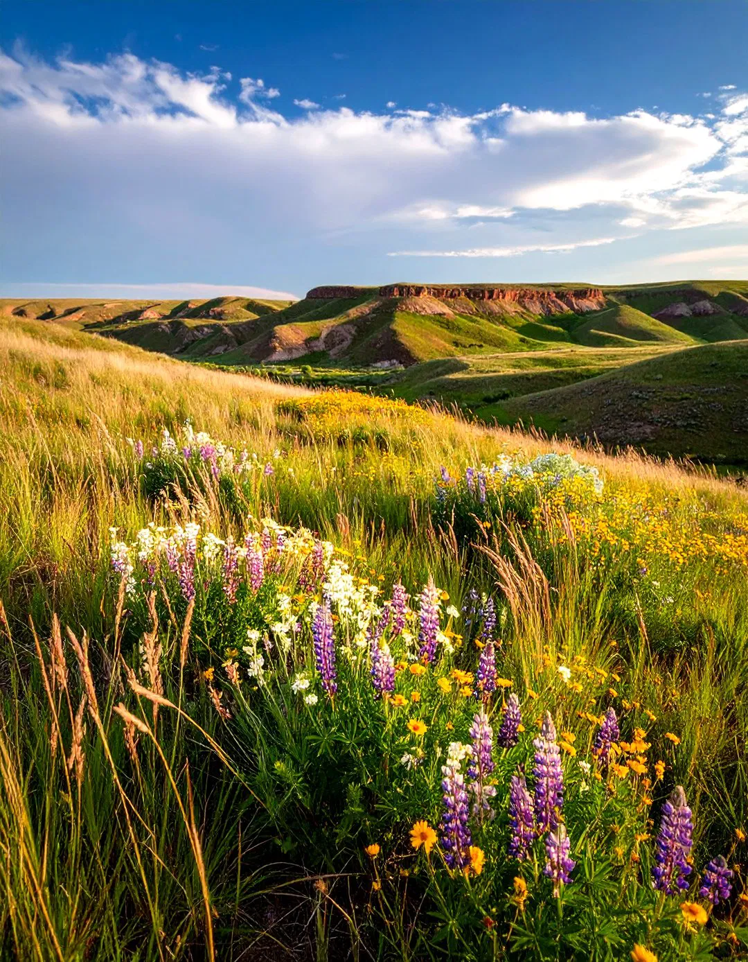 Prairie Grass Terraces - Tiered Garden Ideas