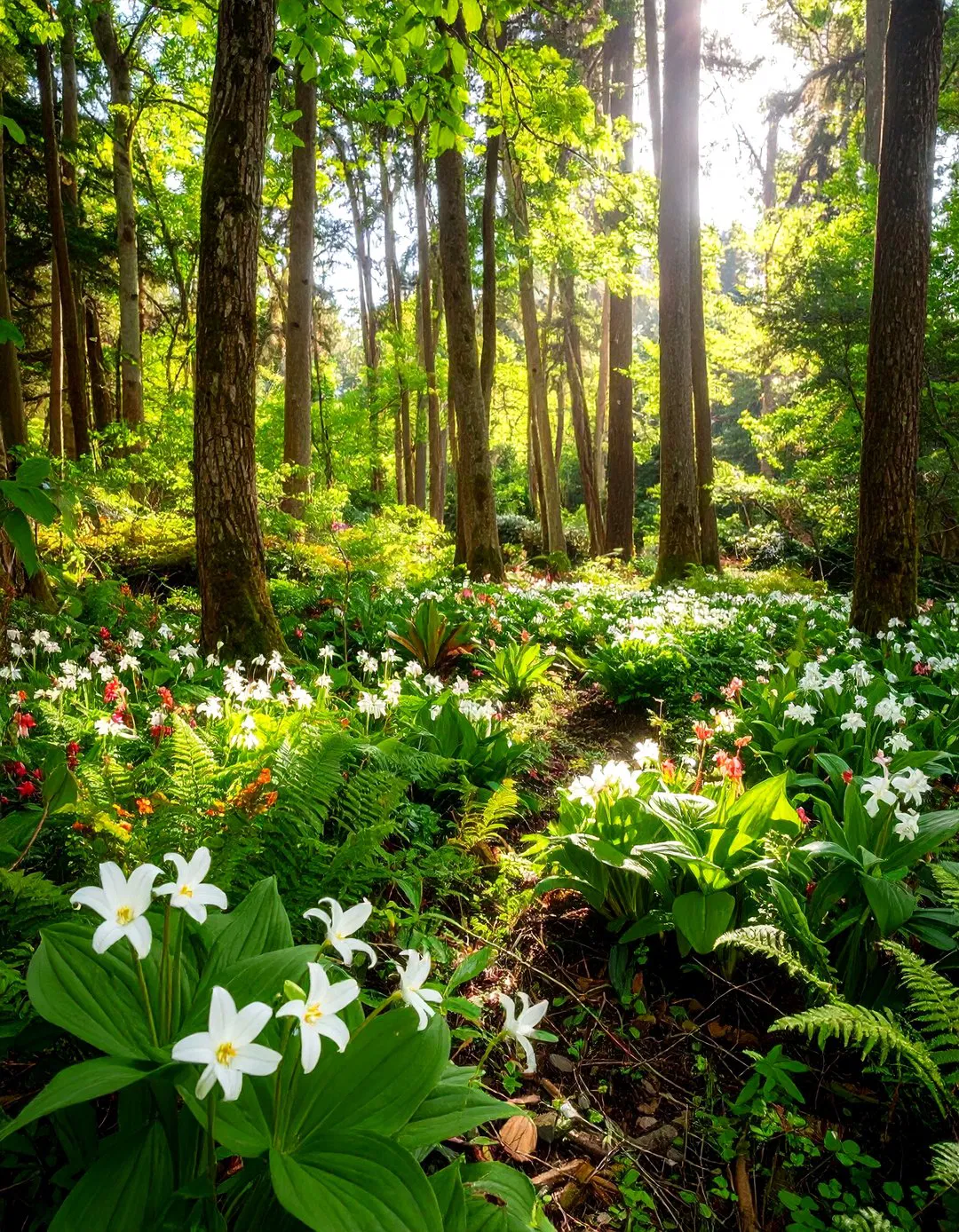 Native Woodland Plant Communities - Shade Garden Ideas