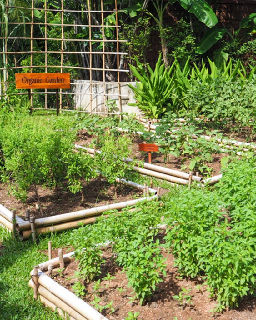Tropical community garden with bamboo borders