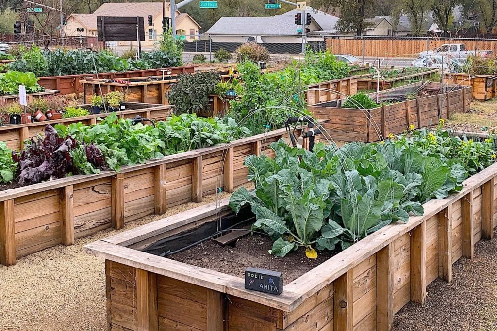 Wooden raised beds in a community garden