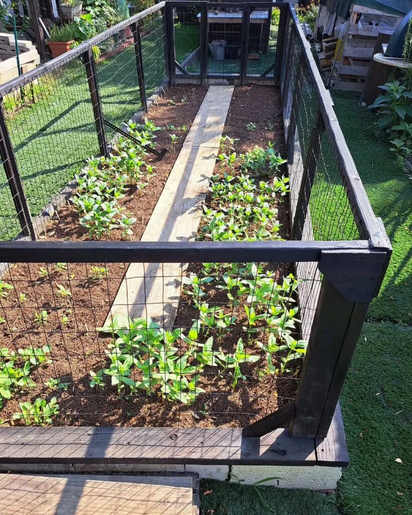 Fenced community garden with raised beds