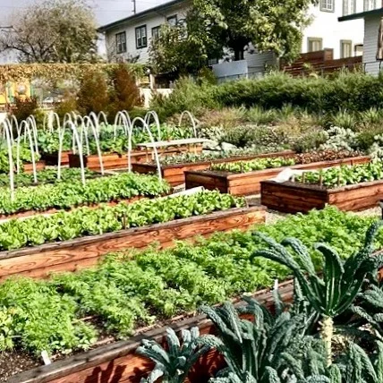 Cedar raised beds with metal hoops for covers